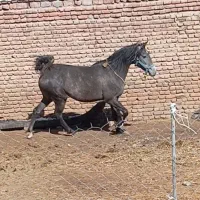 اسب|اسب و تجهیزات اسبسواری|اردبیل, |دیوار