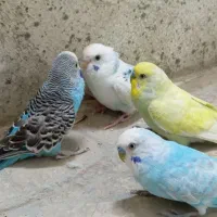 مرغ عشق معاوضه...