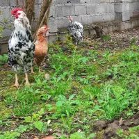 فروش جوجه نژاد گلین لری اصیل