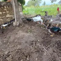 غاز و اردک اسراییلی|حیوانات مزرعه|بهشهر, |دیوار