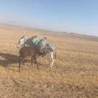شیر الاغ