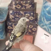 سره کرمونی جفتی تازه صاف|پرنده|تهران, شوش|دیوار