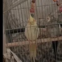 فروش عروس هلندی دستی