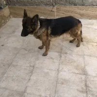 واگذاری رایگان سگ ژرمن