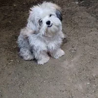 سگ پاکوتاه|سگ|سبزوار, ابوریحان|دیوار