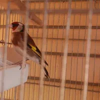 سهره نر آوازخوان، سالم و تازه طلایی|پرنده|تبریز, |دیوار