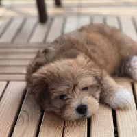 واگذاری سگ نژاد دار