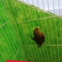 سهره ماده بالغ|پرنده|گلبهار, شهر جدید گلبهار|دیوار