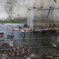 قفس کوچک، متوسط، جوجه پران