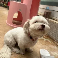 سگ شیتزو مالتیز