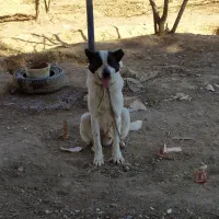 سگ سرابی قدردانی میکس