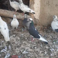 کبوتر غریب گیری|پرنده|ساوه, |دیوار