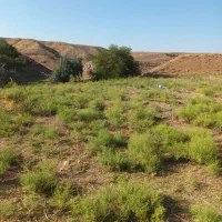 زمین باغی در روستای  قره بلاغ