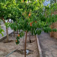 باغ 425 متری شهرک پرستو|فروش خانه و ویلا|شاندیز, |دیوار