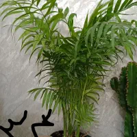 خاص کلکسیونی شاخ گوزنی