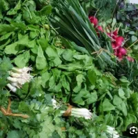 استخدام فروشنده خانم جهت کاردر سبزی فروشی