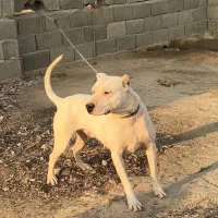 ماده دوگو اصیل ۱۱ ماهه