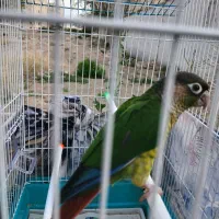 گرینچیک|پرنده|شهر ری, علایین|دیوار