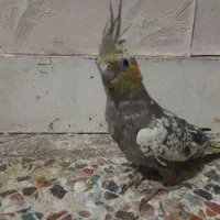 عروس هلندی و طوطی برزیلی دستی|پرنده|اهواز, مجاهد|دیوار