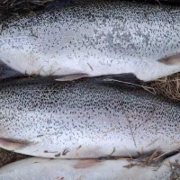 ماهی قزل آلا|ماهی|ماهنشان, |دیوار