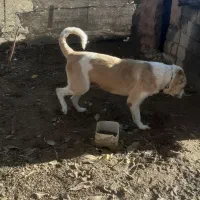 مریوان شماره تماس