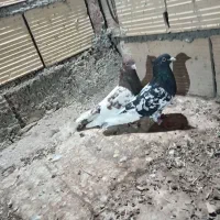 4عدد|پرنده|عطاملک, |دیوار