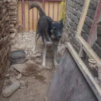 سگ خوب باهوش سگ شناس باشی میشناسی سگو|سگ|زابل, |دیوار