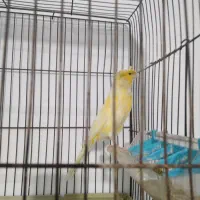 قناری ماده هیکلی تک رنگ|پرنده|شیراز, سهل‌آباد|دیوار