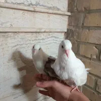 کبوتر دستی|پرنده|شاهین‌شهر, عطار|دیوار