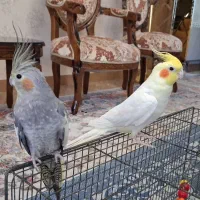 عروس هلندی نر و ماده مولد تخم گذار