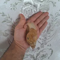 حلزون آچاتنا، آلبینو مولد بزرگ