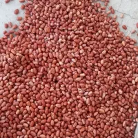 سنجد شکر پاره|خوردنی و آشامیدنی|شادیان, |دیوار