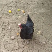 مرغ تخم گذار نژاد دار ۷ ماهه درجه یک