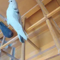 کبوتر نوک قنار ماده
