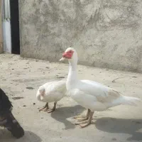 بوقلمون و اردک روسی