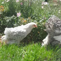 خروس برهما بارد یا کوکو|حیوانات مزرعه|تهران, سازمان آب|دیوار