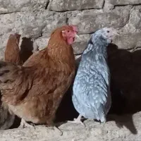 مرغ تخمگذار