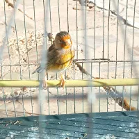 سهره‌قناری