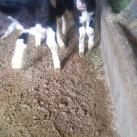 گوساله|حیوانات مزرعه|بوئین زهرا, |دیوار