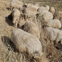 میش دوسه ورک و۴ورک ابستن دوسه ماه داشتی