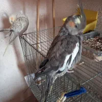 عروس هلندی|پرنده|اصفهان, بوزان|دیوار