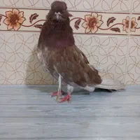 کبوتر سرور نو قنار ریز|پرنده|میانه, |دیوار