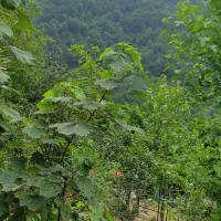 سیاه مزگی خانه کوهستانی
