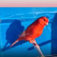 معاوضه عروس هلندی جفت با رد فاکتور