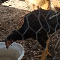 جوجه لاری افغان