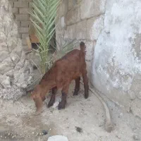 بزشیرخار