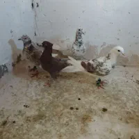 چهار گرفتنی زدوخوردی نر