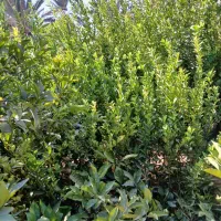 درخت فروشی در پاکت|گل و گیاه طبیعی|خفر, |دیوار