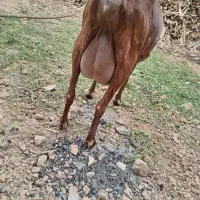 بز مورسیا نر و ماده شیری