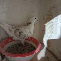 کبوتر|پرنده|سردرود, |دیوار